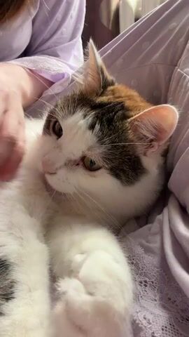 A close-up shot of a cat being petted by a person's hand. The cat is lying on its back, with its white paw raised near its face. The cat's eyes are partially closed, and it appears to be relaxed. The background is blurred, but suggests a soft, possibly fabric surface, possibly a bed or sofa, with a hint of lace trim visible. The lighting is soft and warm.