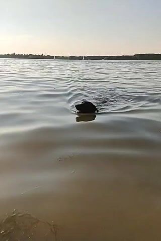 A dog with dark fur swims in a calm body of water, with only its head and neck visible above the surface. The dog appears to be paddling with its front legs, creating ripples in the water around it. A faint reflection of the dog is visible beneath it. The background shows a distant treeline and a pale sky, suggesting it is either early morning or late evening. The sun is low on the horizon, casting a soft glow and its reflection on the water. There are also a few small white sailboats in the distance. The scene appears to be a natural setting, possibly a lake or a wide river. The overall mood is peaceful and serene, with the dog enjoying the water. No text is visible in the media file.