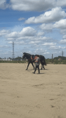 Horse training session documented in Belgian equestrian facility