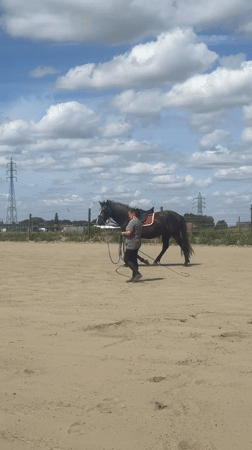 Horse training session documented in Belgian equestrian facility