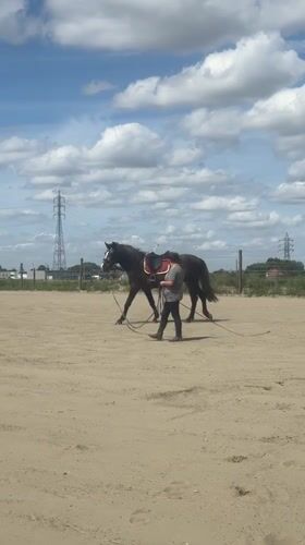 Horse training session documented in Belgian equestrian facility