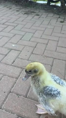 A person's hand, with manicured fingernails, gently pets a fluffy yellow and gray duckling. The duckling has large, webbed feet and a light blue beak. It is standing on a red brick pathway. Behind the duckling, there is a line of green bushes and trees. In the distance, a body of water can be seen. The scene appears to be outdoors, possibly in a park or garden. The lighting suggests it is daytime. The interaction between the person and the duckling seems gentle and affectionate. The location context provided indicates this scene is from Arroyo de la Miel-Benalmádena Costa, Spain. There is no visible text in the media.