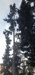 Sunset filmed through trees in Bar, Montenegro