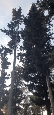 Sunset filmed through trees in Bar, Montenegro