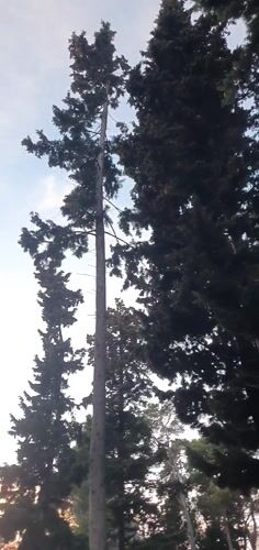 Sunset filmed through trees in Bar, Montenegro