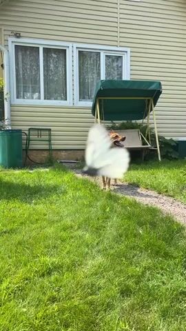 A medium-sized, light brown dog with a bushy tail trots across a gravel path toward the camera. The dog has its tongue hanging out and appears to be panting. It is in a grassy yard in front of a light-colored house with a swing set nearby. The sun is shining, casting shadows on the ground.