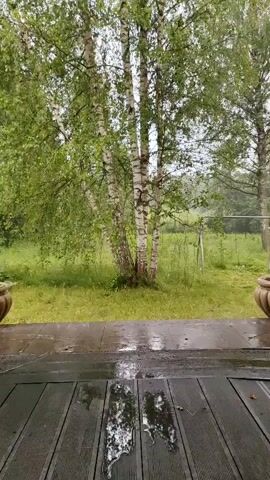 The video shows a close-up view of a wooden deck during a rain shower. Water is seen pooling and reflecting on the dark wooden planks of the deck in the foreground. Beyond the deck, a lush green lawn leads to a cluster of birch trees with their distinctive white and black bark. The trees are in full leaf, their branches draped with green foliage that glistens with rain. The background is a soft blur of green, suggesting a natural, possibly rural setting. The overall atmosphere is one of a peaceful, slightly melancholic rainy day. The time of day is not explicitly indicated but the overcast sky and soft lighting suggest it could be morning or afternoon. There are no people or animals visible in the media. The location cues provided (Квант-88 Снт, Russia) indicate a dacha or garden community in Russia. There is no visible text in the video.