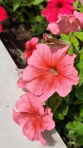 A close-up video shows two pink petunia flowers in bloom. The flowers are vibrant and detailed, with delicate veins visible on their petals. They are set against a backdrop of green leaves and dark soil. The lighting suggests it is daytime, likely outdoors. There are no people or animals visible in the frame. The video is static, with no camera movement.
