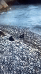 Birds and distant fire captured in separate Samara incidents