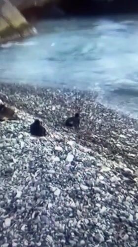 Birds and distant fire captured in separate Samara incidents