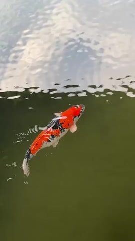 The video shows a koi fish swimming in murky green water. The fish has red, white, and black markings. The water is slightly disturbed by the fish's movement, creating ripples. The upper portion of the water surface reflects the sky and clouds. At the end of the video, another, larger dark fish swims into view. A blurred wooden railing is visible in the bottom right corner.