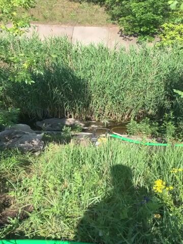 The video shows a body of water surrounded by tall green reeds and grass. Rocks are visible near the water's edge, and a green hose runs along the ground. There is also a shadow of a person in the foreground, and some yellow wildflowers are blooming.