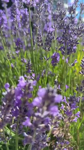 The video is a close-up, low-angle shot of a field of blooming lavender flowers. The camera pans slowly through the lavender, focusing on the purple flowers and green stalks. In the background, trees, a power line, and a blue sky with white clouds are visible. A bee is briefly seen in the foreground, hovering over a lavender bloom. The lighting suggests it is daytime, likely sunny.