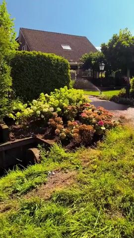 The video pans across a lush green garden with a house in the background. A sprinkler is watering the lawn. There are several bushes and flowers in bloom, with hydrangeas in shades of white, pink, and red being prominent. A gravel pathway leads through the garden, and a hedge lines the side of the property. The sky is clear and blue, indicating a sunny day.