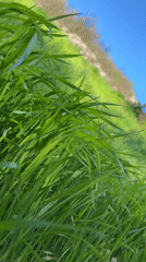 Spring scenes captured in Pleven: grass and sunlit wooded road