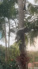 Owl perched on palm tree at Bali poolside villa