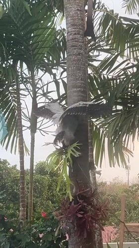Owl perched on palm tree at Bali poolside villa
