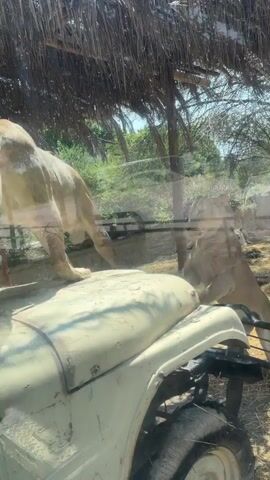 The video shows lions in an enclosure viewed through the windshield of an old, light-colored jeep. Initially, a lion is partially seen walking on the hood of the jeep.  The view then shifts to show multiple lions inside the enclosure, some lying down and others walking around. The enclosure has straw on the ground and some trees. The area is partially shaded by a thatched roof above the jeep.