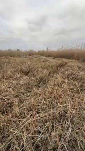 The video shows a field of dry, beige-colored reeds under an overcast sky. The reeds appear to have been cut in places, leaving short stubble and scattered straw on the ground. The camera is static and captures a low-angle view of the landscape. There are no people or animals visible in the frame.