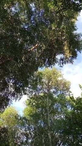 This is a short video clip of a leafy canopy of trees against a bright sky with some scattered clouds. The camera is angled upwards, focusing on the lush green foliage of several trees. The sunlight filters through the leaves, creating a dappled effect. The overall scene suggests an outdoor setting, likely a park, forest, or garden, during daytime. The light indicates it is likely midday or early afternoon. There are no people or discernible objects other than the trees. No text is visible in the video. The atmosphere conveyed is peaceful and natural.