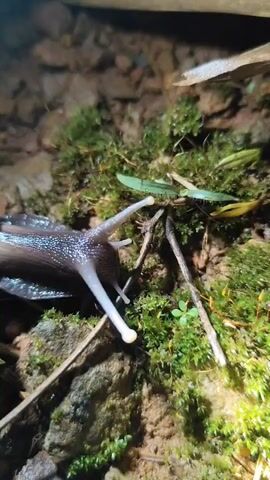 A snail moves along a mossy, rocky surface at night. The snail has a dark brown shell and light-colored tentacles. The environment is dimly lit, with some leaves and twigs visible. The camera is positioned close to the snail, providing a detailed view of its movement.