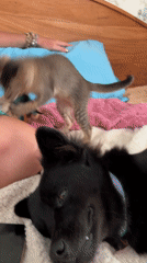 Woman plays with kittens and dog on bed
