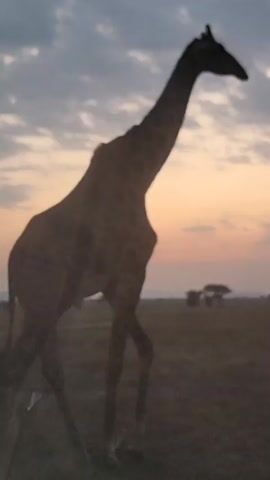 The video shows a silhouetted giraffe standing in a field at sunset. The sky behind the giraffe is a mix of pink and orange, with clouds scattered across it. The field appears dry and grassy, with a few trees visible in the distance. The giraffe is facing to the right, with its head held high. It is unclear what the giraffe is doing or interacting with.