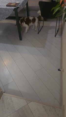 The camera angle is from the side and above, looking down at the floor, where a brown and white dog is standing. The dog is holding a green and orange stuffed toy. The dog came out from under a table that has a tablecloth with a blue pattern and books and an item wrapped in red on top. There are two chairs next to the table, one black and one gray. The floor is made of white rectangular tiles. There is a slight change in the floor where the tiles are gray.
