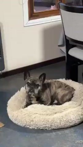 The video shows a brown, brindle French bulldog lying in a round, fluffy, off-white dog bed. The dog is looking at the camera. The background is a neutral wall with dark brown trim.  A leg of a chair is visible in the background as well. The dog yawns and sticks out its tongue. The floor is a grey color.
