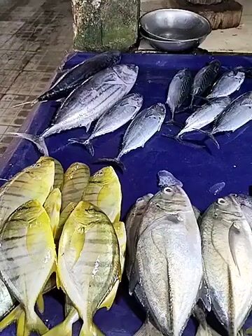 The video shows a close-up of a fish market display. Various types of fresh fish are laid out on a blue tarp. In the foreground, there are several golden-yellow colored fish with striped markings. To the right of these, there are silver-colored fish with dark stripes along their backs and prominent eyes. In the background, larger silver fish are visible, as well as smaller, slender silver fish. Some pieces of ice are scattered amongst the fish. The lighting suggests it is daytime, likely outdoors or in a well-lit indoor market.