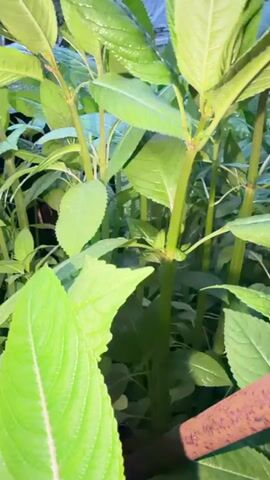 The media file shows a close-up view of lush green plants with thick stems and broad leaves. The leaves are a vibrant green, some with a slightly glossy sheen, indicating they may be wet, perhaps from rain or watering. The plants are densely packed, suggesting a garden or a natural overgrown area. The lighting suggests it could be daytime, with soft, diffused light, possibly overcast or in a shaded area. There are no people or distinct objects visible besides the plants and a hint of a rusty brown cylindrical object in the lower right corner, which could be a piece of gardening equipment or a support stake. The overall impression is one of vibrant growth and natural abundance. The location context of Аргамак, Russia, suggests a temperate climate where such lush greenery is typical during the growing season. No text is visible in the media file.