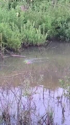 A beaver swims in a murky body of water surrounded by lush green vegetation and reeds.