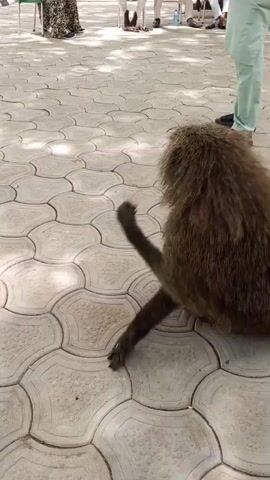 The video shows a baboon walking on a patterned paved area.  Several people are present, some sitting in chairs, others standing. The baboon walks on all fours. The environment seems to be outdoors, possibly a courtyard. A building is visible in the background.