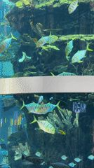 Large cylindrical aquarium draws crowds at Khimki shopping mall