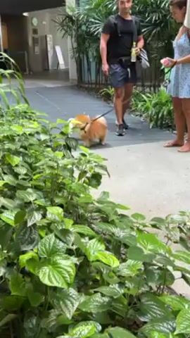 The video shows a small, fluffy, reddish-brown Pomeranian dog on a leash being walked on a paved path. A man wearing a black t-shirt and dark patterned shorts holds the leash. A woman in a light blue patterned dress stands nearby. The Pomeranian is briefly approached by a white and brown dog. Lush green plants line the edge of the path. In the background, there's a building with glass and metal accents.