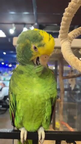 A green parrot with yellow feathers on its head is perched on a black bar. The parrot opens its beak, then closes it and preens its chest feathers. In the background, a braided rope is visible on the right, and a blurred store interior with various items is on the left.