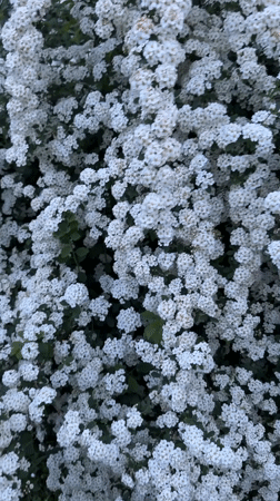 Spring garden moments captured in Bulgarian village over afternoon