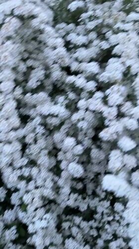 Spring garden moments captured in Bulgarian village over afternoon