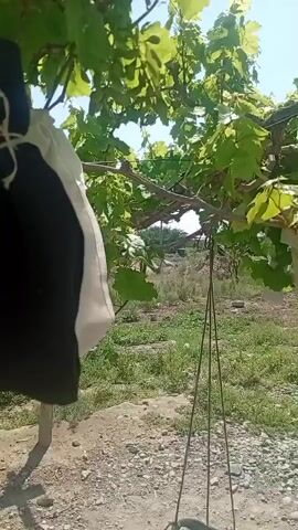 The video shows a close-up view of a grape vine with bunches of green grapes hanging from it. In the foreground, a makeshift scarecrow is visible, constructed from black and white fabric tied to a wooden stake. To the left of the scarecrow, a colorful patterned fabric is also tied to the vine. The background reveals a dry, dusty yard with some sparse vegetation and a white barrel. There are also several chickens walking around near the barrel. The scene is illuminated by bright sunlight, suggesting an outdoor setting.