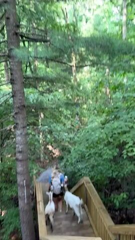 A person with a backpack walks down wooden stairs in a forest with two goats following behind them.