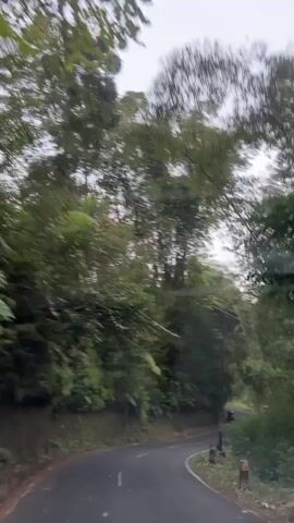 The video shows a view from a vehicle moving along a winding road that is bordered by lush green vegetation. The road appears to be paved with asphalt and has white lane markings. Tall bamboo stalks, some arching over the road, dominate the scenery, interspersed with other types of trees and foliage. The overall atmosphere is that of a journey through a dense, natural environment, possibly a forest or a tropical area, with overcast skies suggesting a diffused light. In the distance, a small white structure is visible beside the road, possibly a shed or a small building. The camera perspective indicates that the viewer is a passenger in the moving vehicle.