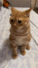 Orange tabby cat plays and lounges at home in Kommunarka