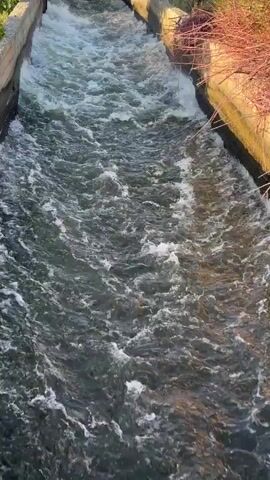 The video begins with a high-angle, close-up shot of a fast-flowing water channel. The channel walls appear to be made of concrete, with some overgrowth of dry, reddish-brown branches and green vegetation on the right side. The water is turbulent, creating white foam and ripples as it rushes downstream. As the video progresses, the camera pans upward, revealing a wider view of the environment. The water channel continues, flanked by concrete walls and more vegetation. In the background, there are trees with green foliage and dry, brown branches. Beyond the trees, a range of arid, mountainous terrain is visible under a clear blue sky. A single utility pole with wires stands to the right of the frame, in front of the mountains. The sunlight suggests it is daytime. There are no people or animals visible in the video.