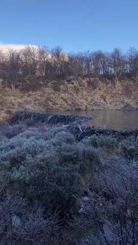 The video shows a wide shot of a rural scene. A clear blue sky dominates the upper portion of the frame. Bare trees line the edge of a slightly elevated area, bordering the lower terrain. In the middle ground, a beaver dam is visible in a body of water. The vegetation in the foreground is covered in frost or ice. The camera pans slightly to the left, revealing snow-capped mountains in the background, partially obscured by a long, thin cloud. The scene is bathed in sunlight, creating sharp contrasts between light and shadow.