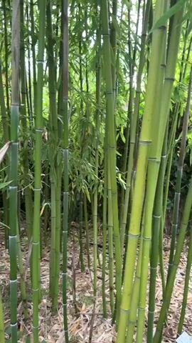 The video shows a dense stand of green bamboo stalks of varying thicknesses and heights. The stalks are smooth and segmented, with some showing a yellowish-brown hue indicative of age or drying. Small green leaves sprout from some of the upper portions of the stalks. On the ground, a layer of dried leaves and debris is visible. One large, pale, dry leaf is prominently featured, detached from its stalk and caught among the green ones. The lighting suggests an outdoor environment, possibly a garden or a natural setting.