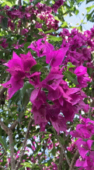 Magenta bougainvillea flowers captured on video in Kabalana, Sri Lanka