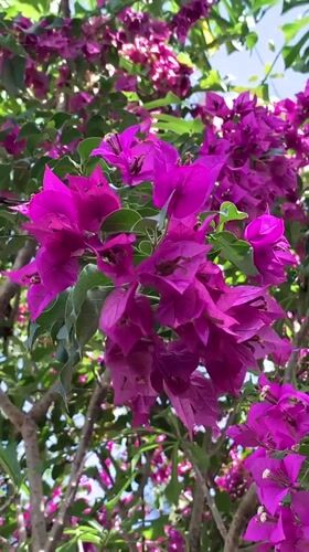 Magenta bougainvillea flowers captured on video in Kabalana, Sri Lanka
