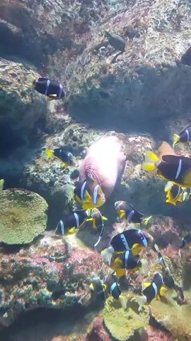The video shows a group of clownfish swimming around a sea anemone in an aquarium. The clownfish are black and yellow with white stripes. The sea anemone is a pinkish-white color. The aquarium is decorated with rocks and coral.