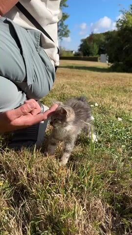 A person kneels in a grassy area on a sunny day, interacting with a small, gray tabby kitten. The person's hands are visible, and they appear to be petting the kitten near its head and whiskers. The kitten is facing the person and is in a standing or walking position. The background shows a lawn, trees, and a blue sky with some clouds, suggesting an outdoor, possibly rural or suburban, setting.