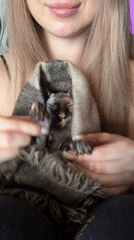 Woman holds hairless cat in blanket, raises paws